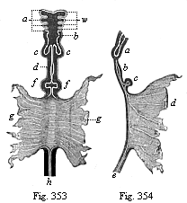 Fig.353. Gut of a
dog-embryo (shown  in Fig. 202, from Bischoff), seen from the ventral side.
Fig. 354. The same gut seen from the right.