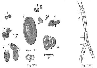 Fig.358. Red
blood-cells of various Vertebrates. Fig. 359. Vascular tissues or endothelium
(vasalium). A capillary from the mesentery.