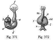 Fig.371. Heart of a
rabbit-embryo, from behind. Fig. 372. Heart of the same embryo (Fig. 371), from
the front.