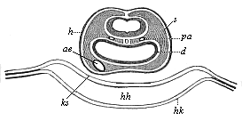 Fig.381. Transverse section of the head of a
chick-embryo, thirty-six hours old.