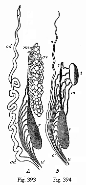 Fig.393, 394. Urinary
and sexual organs of an Amphibian (water salamander or Triton). Fig. 393 of a
female, 394 of a male.