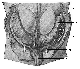 Fig.395. Primitive
kidneys and germinal glands of a human embryo, three inches in length
(beginning of the sixth week).