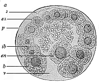 Fig.64. Blastula of the
opossum (Didelphys).